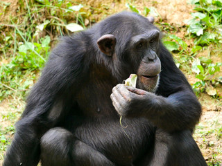 Chimpanz&eacute;