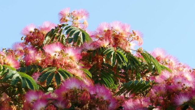 Bright blooming flowers of Albizia Julibrissin silk tree with bees as a background.