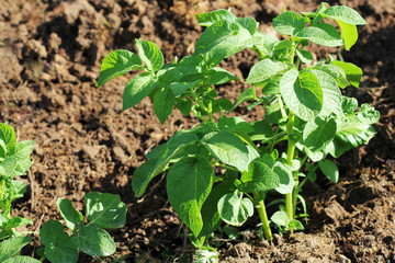 Green potato plant. Leaf of vegetable. Organic food agriculture in garden, field or farm