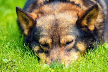 The head of a sleeping dog lying on the grass in summer