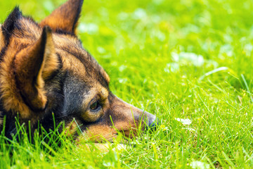 The head of a sleeping dog lying on the grass in summer