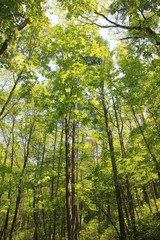 森の中で頭上を見上げる(宮城県)