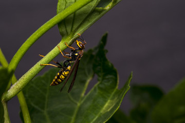 Big wasp on a leaf