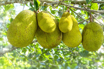 Fruit on the tree with ripe yellow fruit, this is nutritious food and is grown in many places in...