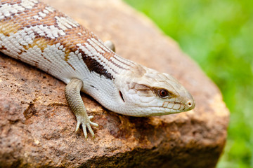 Naklejka premium Blue Tongue Lizard on rock outdoors
