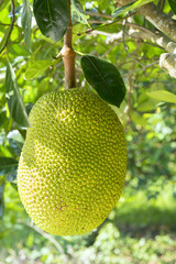 Fruit on the tree with ripe yellow fruit, this is nutritious food and is grown in many places in the tropics