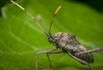 Reduviidae assassing bug on a leaf