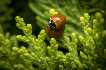 Couple of ladybugs copulating on some leaves