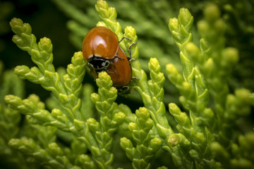 Couple of ladybugs copulating on some leaves