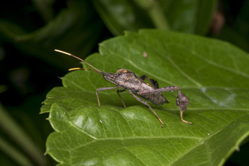 Reduviidae assassing bug on a leaf