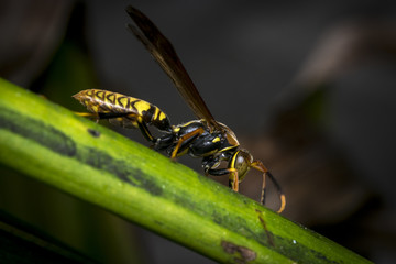 Yellow and black striped wasp resting on a leaf