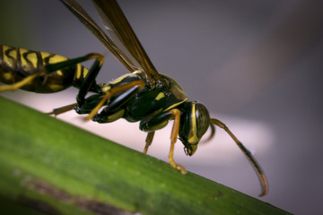 Yellow and black striped wasp resting on a leaf