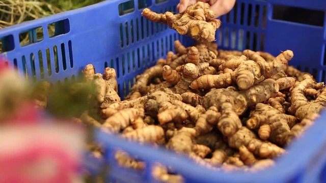 A basket full of curcuma zedoaria in a shop of Herb Alley, a small alley that is full of herbalist stores in Taipei, Taiwan. A person is touching them.
