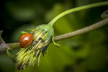 Orange ladybug walking on a flower