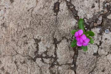 Plant with pink flower growing through crack in pavement	