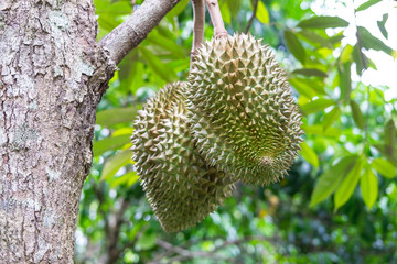 Raw durians on tree in the garden