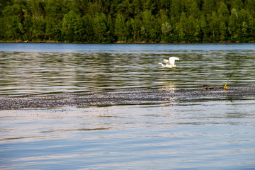Little egret or white heron (Egretta garzetta) in flight over the river Dnieper