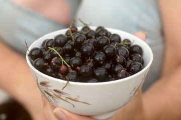 A plate of fresh black currants in their hand