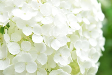 白い紫陽花アナベル