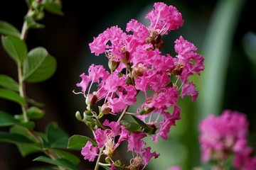 Lagerstroemia Indica uses fresh boiled flowers to eat the whole residue. Bleeding after birth Dried flower powder Mixed vinegar, pox,.Fresh or dried flowers boil to cure gonorrhea, ulcer, ringworm