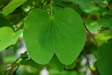 Bauhinia purpurea use roots as a propellant. The shell is as anti-diarrhea, epithelial secretion, 50% ethanol extract of botanical increase Thyroxine hormone in rats that inhibited cancer cells.