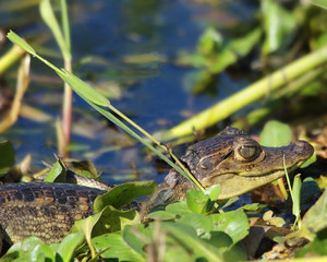 Juvenile Caiman (Crocodilus Fuscus). Photo taken at a swamp in western Panama.