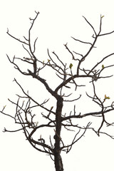 Dry tree, dead tree with beautiful branch silhouette on white background. Suitable as reference for art and design work.