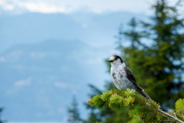 Grey Jay Perched on Branch