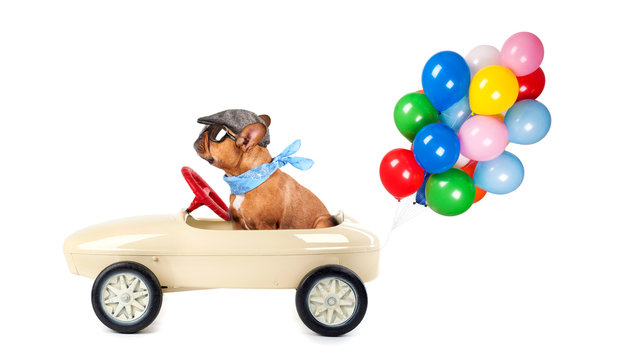 Hund im Tretauto mit bunten Luftballons