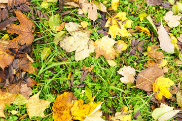 Detailed closeup of gold autumnal leaves