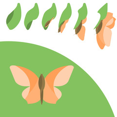 Butterly Life cycle in flat design  