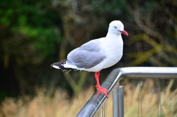 Sea gull in New Zealand