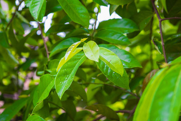 Obraz premium Wet leaf