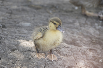 Yellow ducklings are in rural farms.