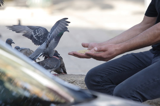 Man feeds pigeons in the town square
