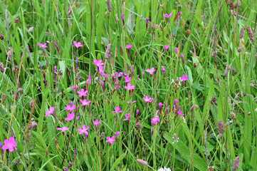 Wiese mit pinkfarbene Blumen