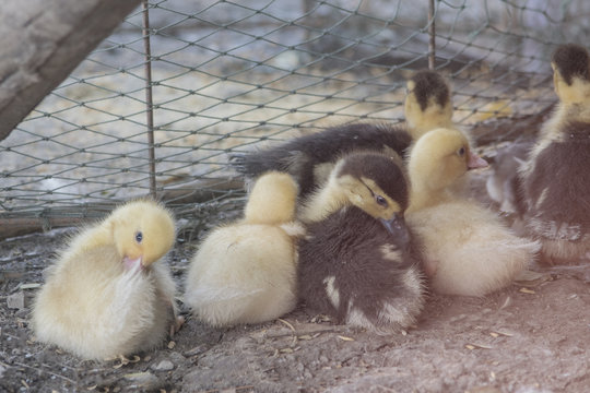 Yellow duckling among black and brown ducklings.