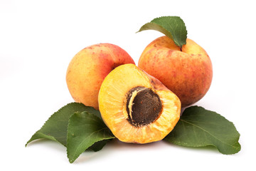 Apricot