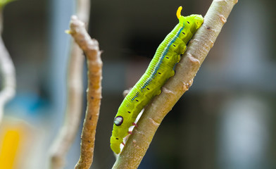 Selective focus on Caterpillar, Big green worm on tree