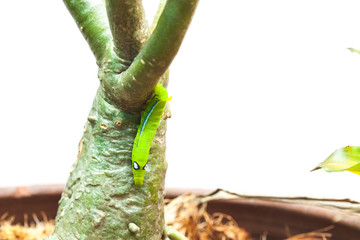 Selective focus on Caterpillar, Big green worm on tree