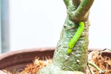 Selective focus on Caterpillar, Big green worm on tree