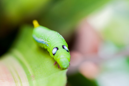 Selective focus on Caterpillar, Big green worm on tree