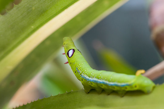 Selective focus on Caterpillar, Big green worm on tree