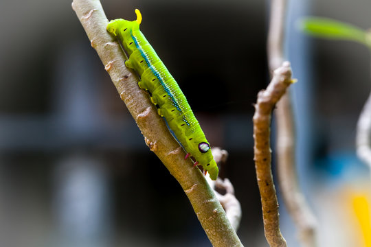 Selective focus on Caterpillar, Big green worm on tree