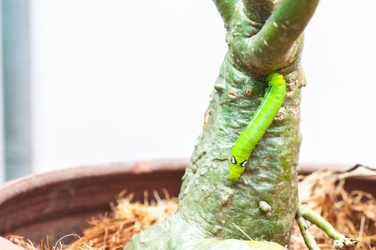 Selective focus on Caterpillar, Big green worm on tree