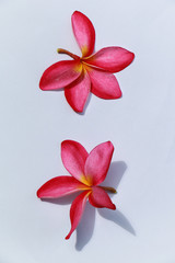 Beautiful red Plumeria on white background