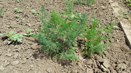 dill in garden at summer