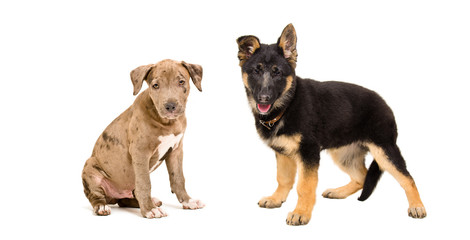 Portrait of a cute puppy pit bull and a German Shepherd isolated on white background