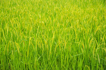 Green ear of rice in paddy rice field.