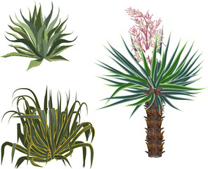 three desert plant isolated on white